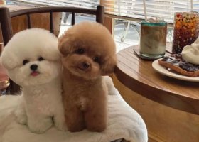 简单几招教你区分比熊和泰迪