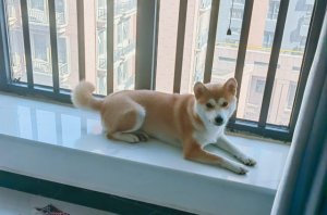 最长可以留狗狗独自在家多久呢？