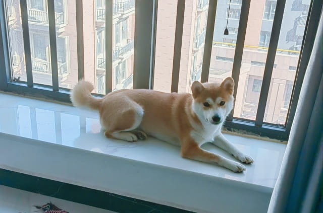 最长可以留狗狗独自在家多久呢？