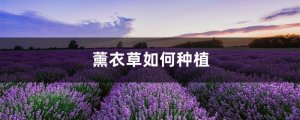 薰衣草如何种植，薰衣草的种植方法介绍