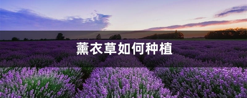 薰衣草如何种植，薰衣草的种植方法介绍