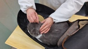 猫体外驱虫多久可以碰？