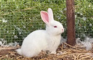 兔子一天要喂几次？