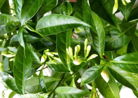 夜来香简介，夜来香生长习性