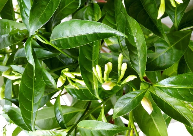 夜来香简介,夜来香生长习性