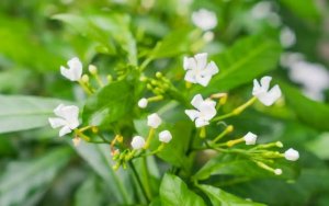 夜来香几月开花