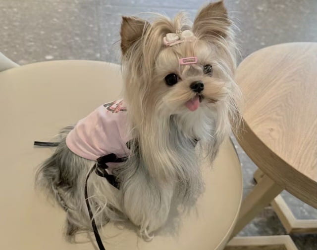 约克夏好养吗？