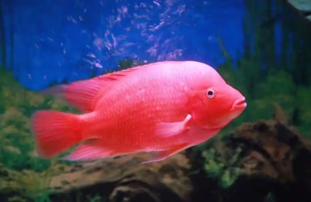 红鹦鹉鱼变白了怎么办？该怎么治？