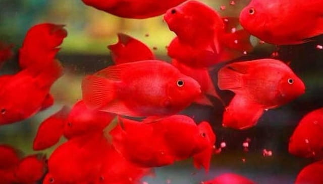 红鹦鹉鱼变白了怎么办？该怎么治？