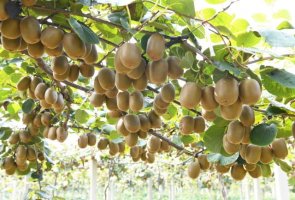 猕猴桃树北方可以种吗