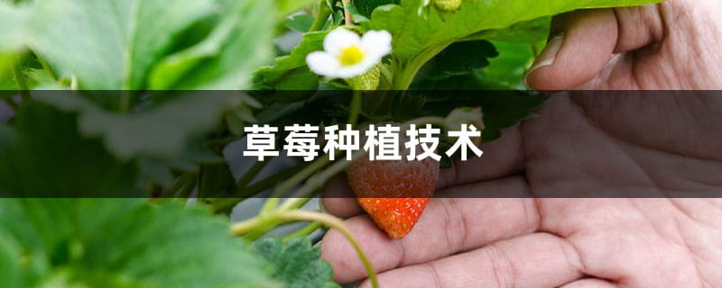 草莓种植技术，草莓苗批发价格