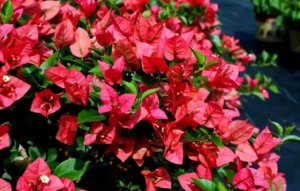 深圳市市花是什么