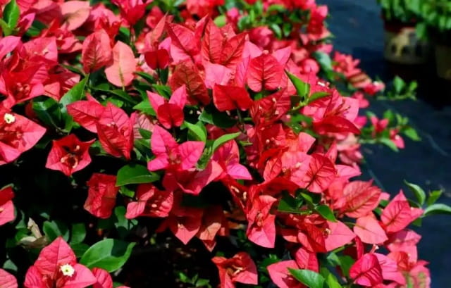 深圳市市花是什么