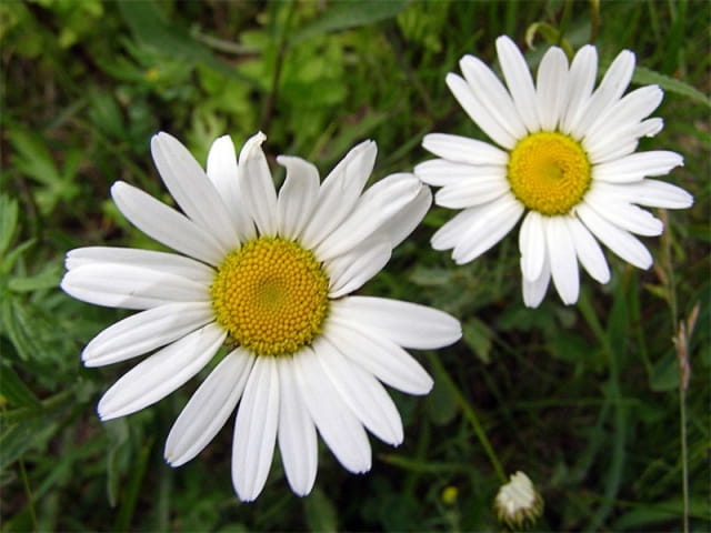 洋甘菊的花语和寓意