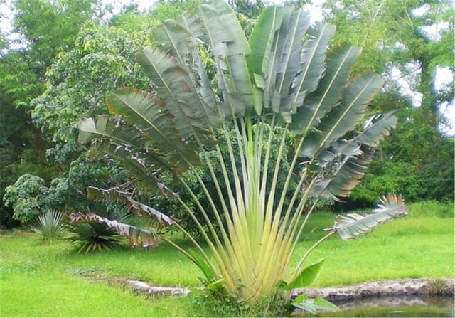 旅人蕉简介，旅人蕉生长习性