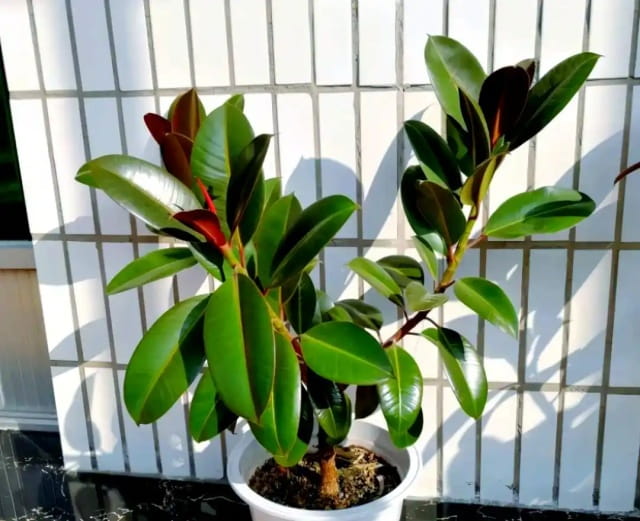 橡皮树的花语及风水寓意