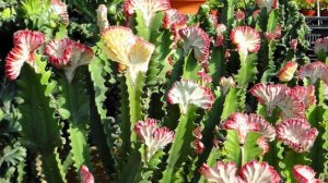 仙人掌开花是什么兆头