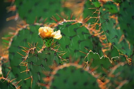 要开花的仙人掌 要开花的仙人掌