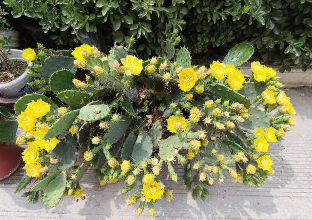 仙人掌开花是什么颜色