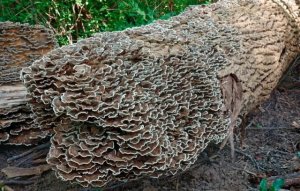 云芝简介，云芝生长习性