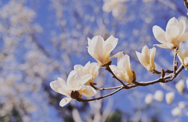 玉兰是先开花还是先长叶