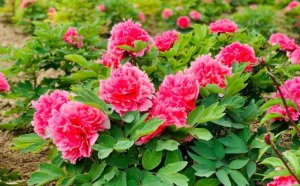 菏泽牡丹什么时候开花