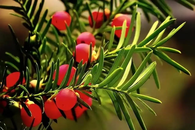 红豆杉能水培么