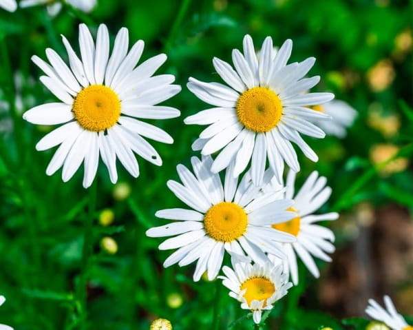 雏菊的花语是什么