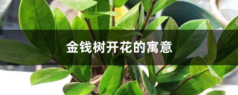 金钱树开花的寓意 金钱树开花的寓意