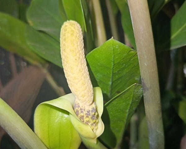 金钱树开花的寓意