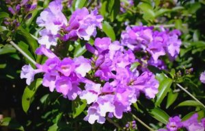 蒜香藤简介及生长习性