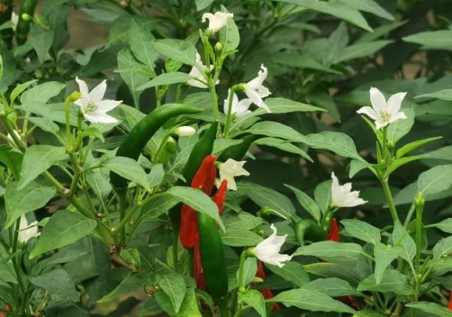 辣椒开花后怎么养 辣椒开花后如何管理