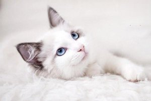 怎么预防猫咪患中耳炎或内耳炎？