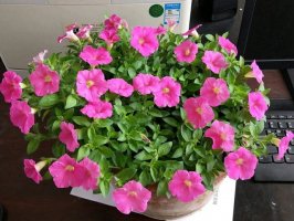 矮牵牛和牵牛花有什么区别