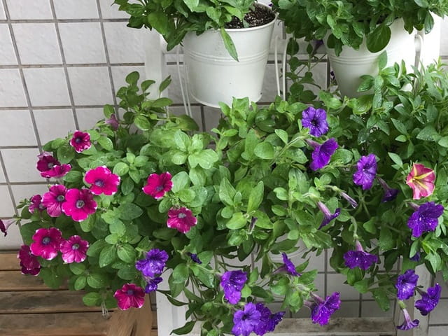 1601554393865355.jpg 矮牵牛和牵牛花有什么区别