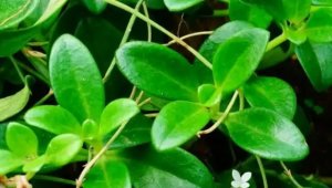 肉叶耳草简介及生活习性