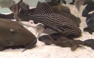 清道夫鱼的天敌是什么？