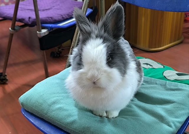 怎么照顾好宠物兔？