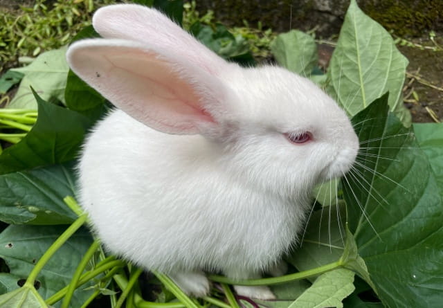 哪些日常管理不当会导致的兔子拉稀？