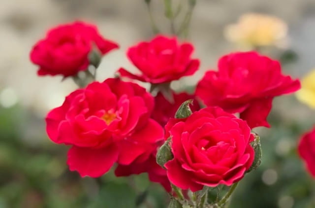 玫瑰花代表什么意思