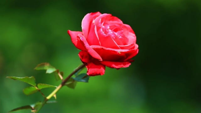 玫瑰花代表什么意思