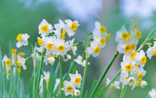 水仙花简介