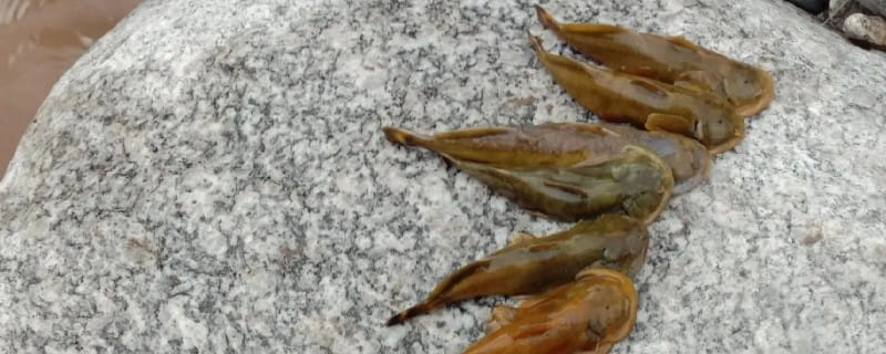 后臀鮡是什么鱼？