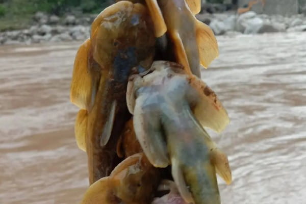 后臀鮡是什么鱼？