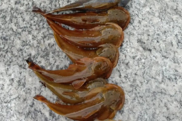 后臀鮡是什么鱼？