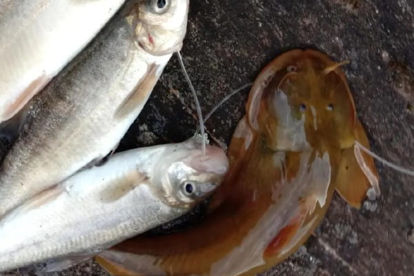 后臀鮡是什么鱼？