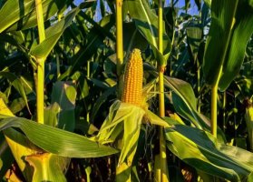 玉米简介及生长习性
