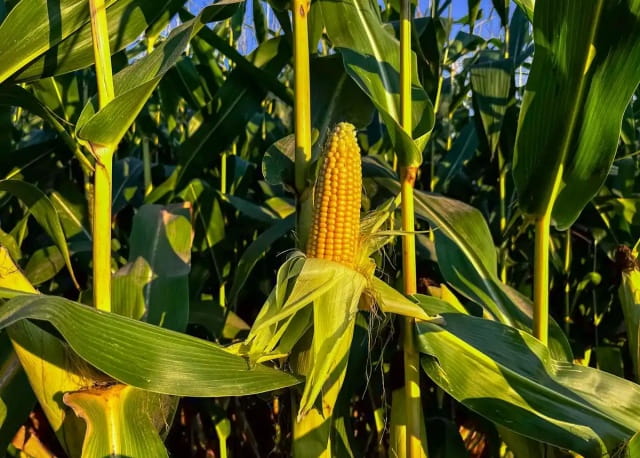 玉米简介及生长习性