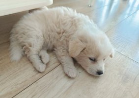 狗狗吃了体内驱虫药多久排出虫子？