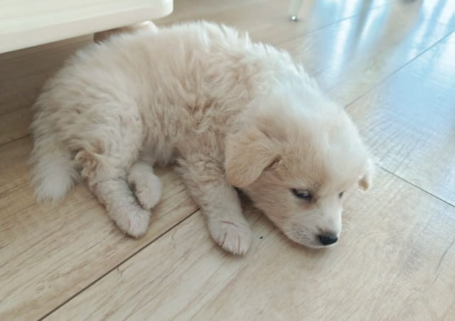 狗狗吃了体内驱虫药多久排出虫子？